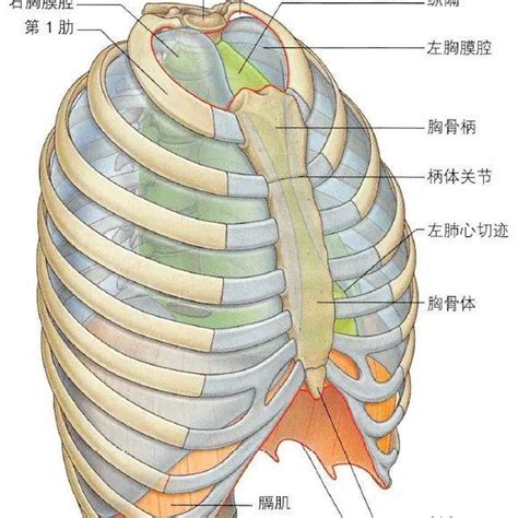 胸部 位置